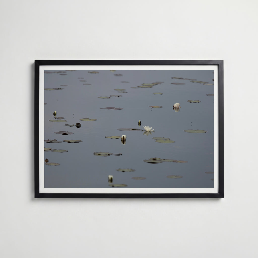Water Lilies at Maderna i svart ram på vägg – köp enkelt hos Bozetto affisch i hög kvalitet