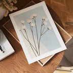 Minimalist cotton flower poster visad rakt fram – Bozetto affisch i hög tryckkvalitet