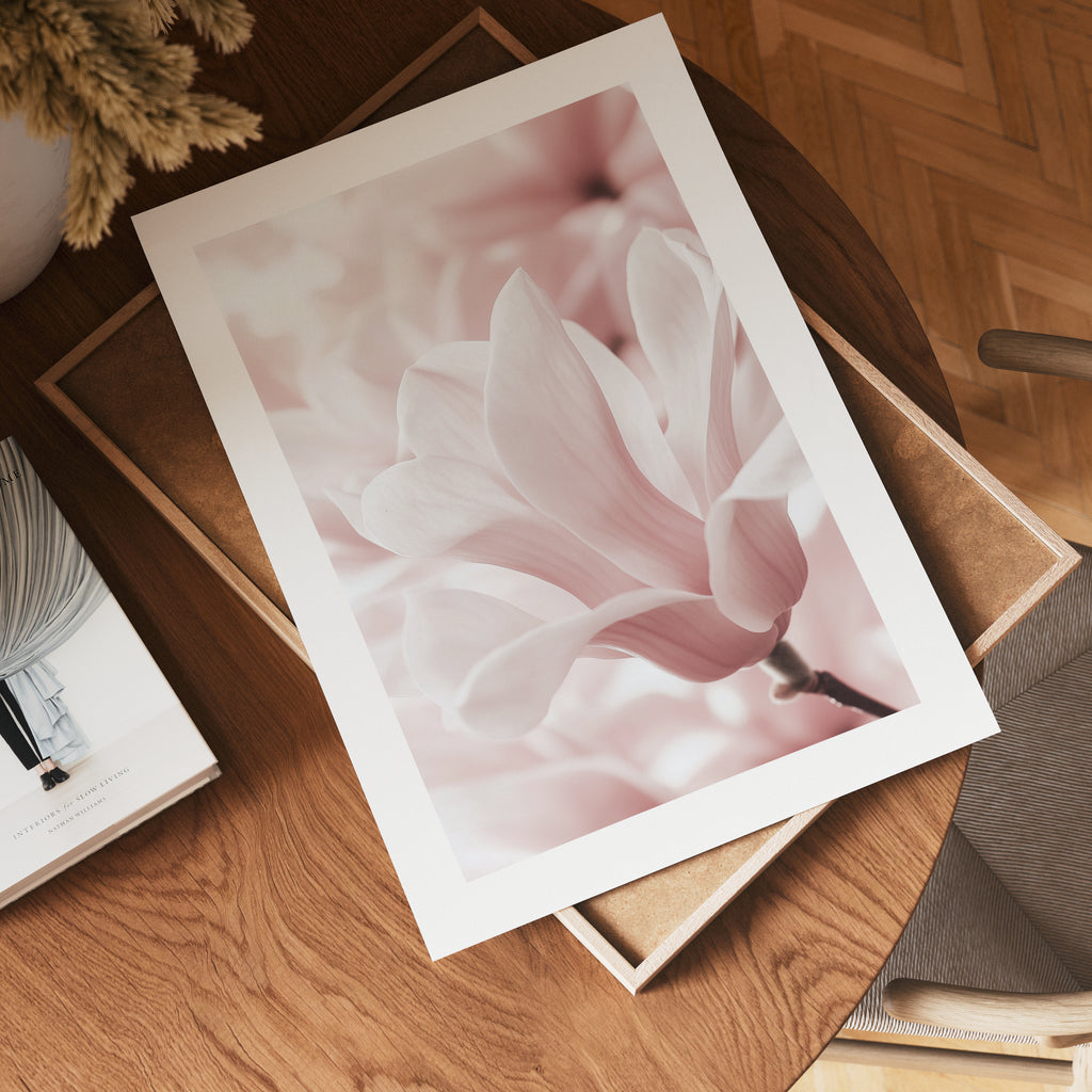 Blush Rose Magnolia Flower poster visad rakt fram – Bozetto affisch i hög tryckkvalitet