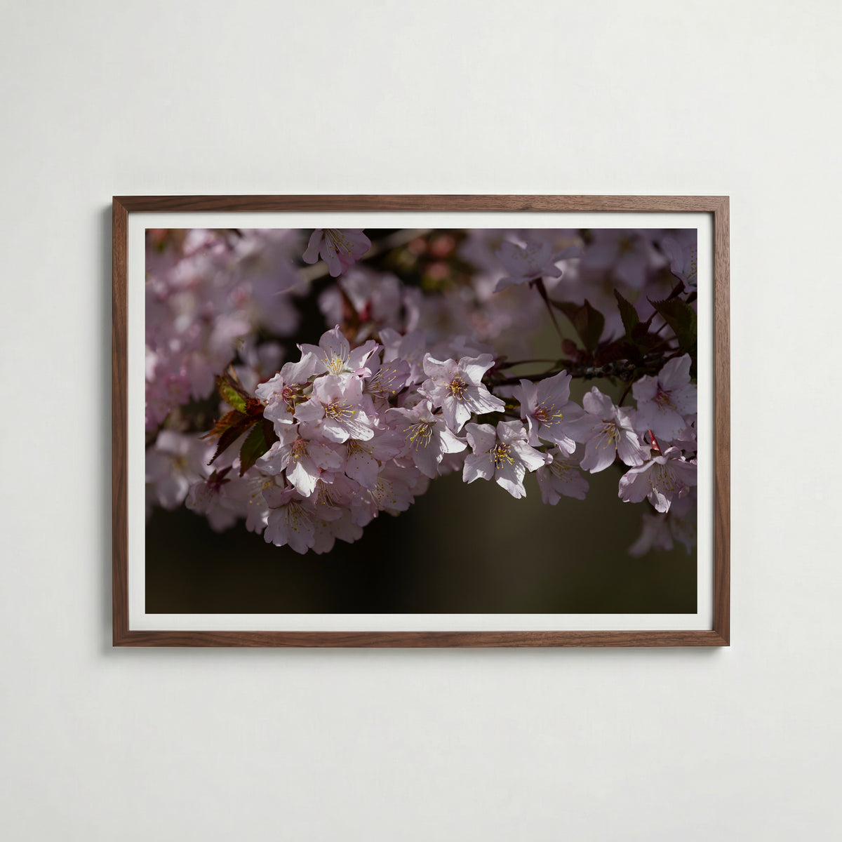 Cherryblossom i valnötsram med mörkt trä – köp enkelt hos Bozetto i hög kvalitet