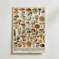 Champignons Divers Poster – antik fransk botanisk illustration med svampar