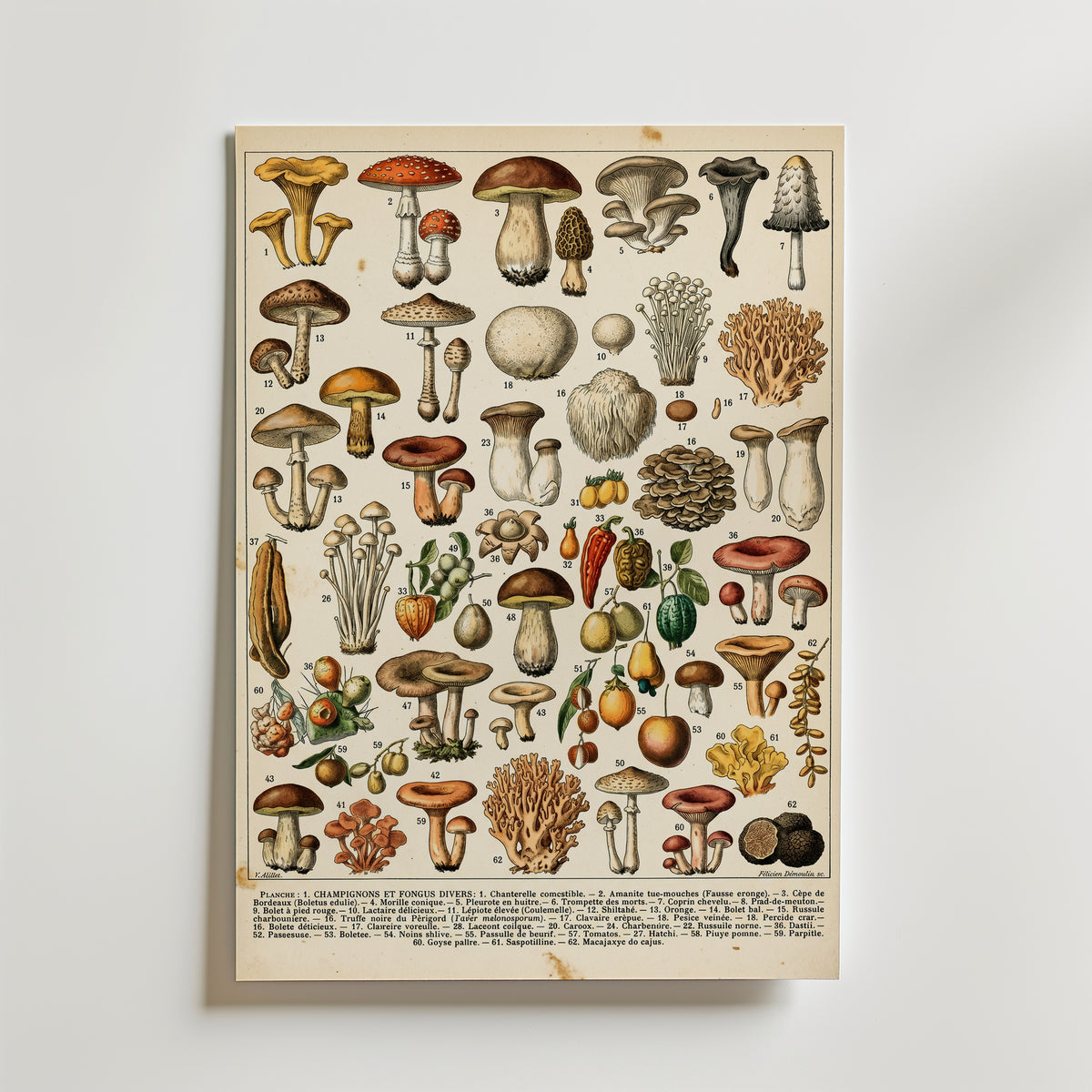 Champignons Divers Poster – antik fransk botanisk illustration med svampar