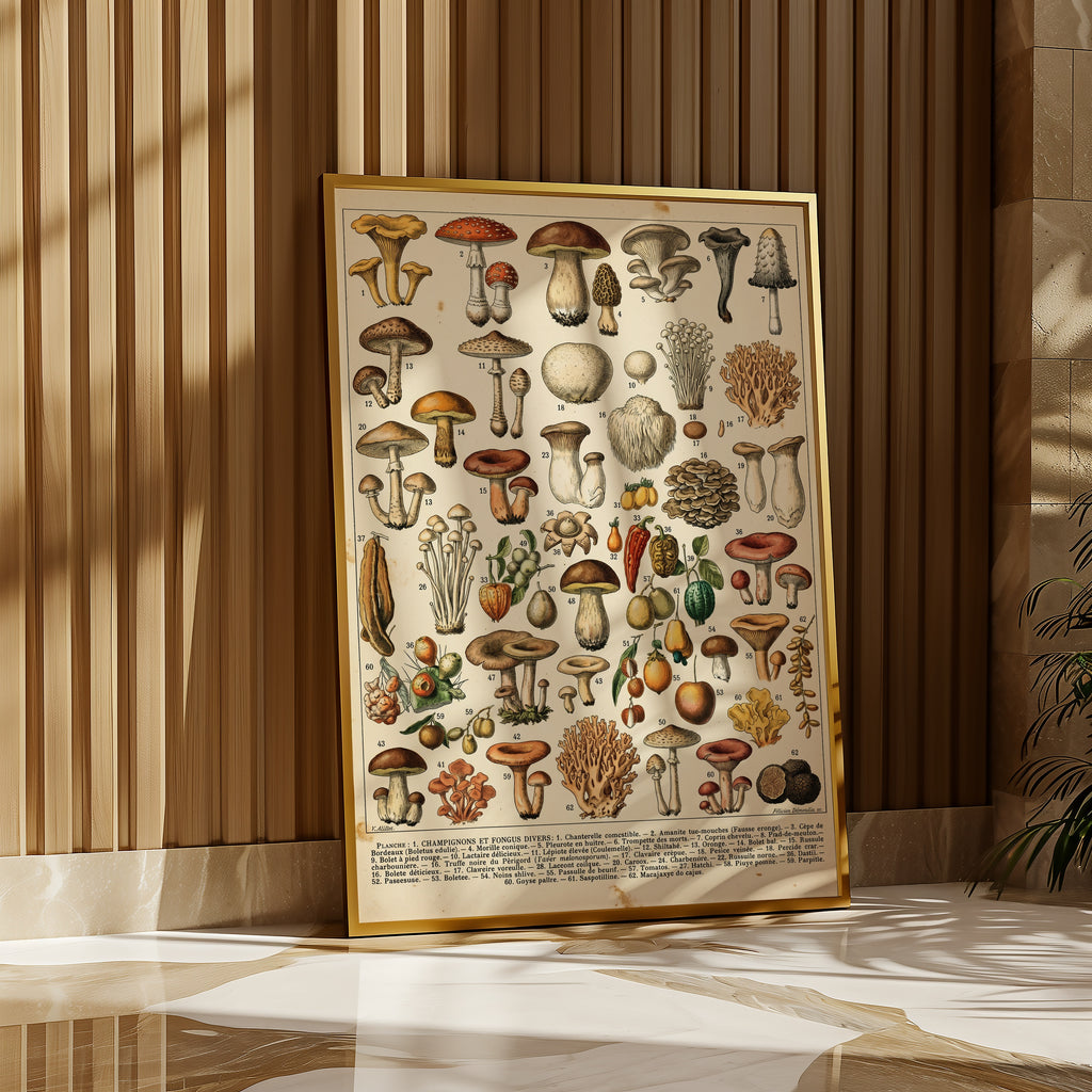 Champignons Divers Poster i rumskomposition med ekram
