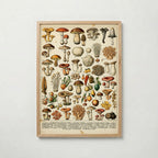 Champignons Divers Poster med ekram