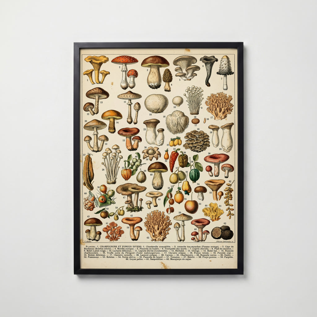 Champignons Divers Poster i hemmiljö