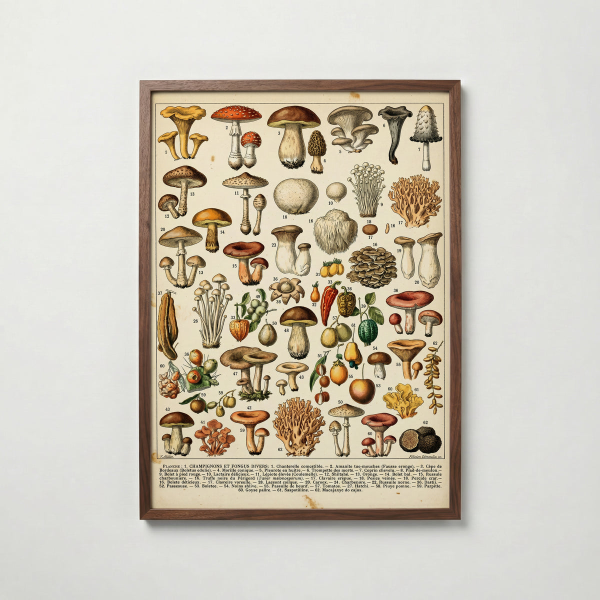 Champignons Divers Poster i vardagsrumsmiljö