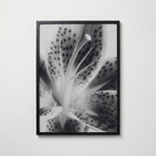Lily In Bloom Poster – svart ram