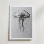 Drifting Jellyfish Sketch Poster – med passepartout