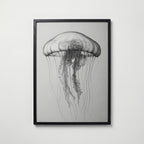 Drifting Jellyfish Sketch Poster – svart ram