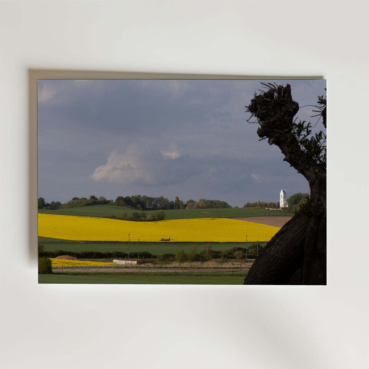 Skåne Covered in Yellow Poster – rapslandskap med vit kyrka och dramatisk himmel