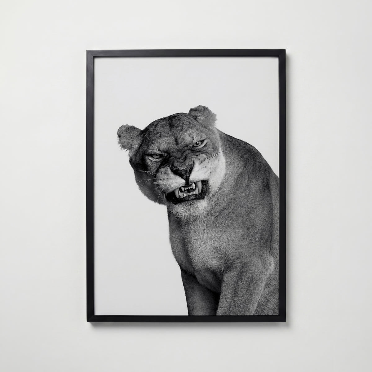 Snarling Lioness Poster – svart ram