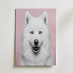 Velvet Paw Poster – snövit samojedhund med isblå ögon mot rosa bakgrund
