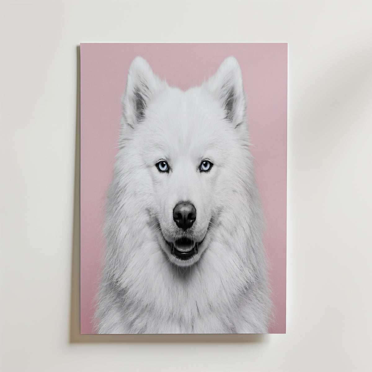 Velvet Paw Poster – snövit samojedhund med isblå ögon mot rosa bakgrund